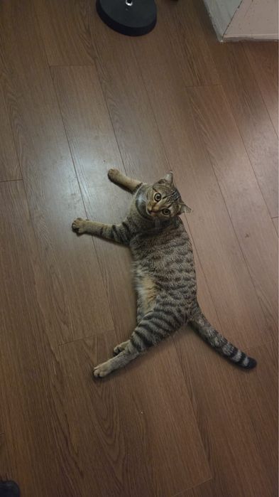 Кошечку в добрые руки