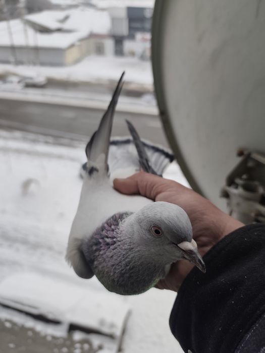 Продаются 2 самца таклы уже с игрой готовые