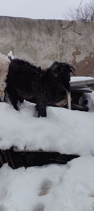 Текке сатам 1 жасар дені сау