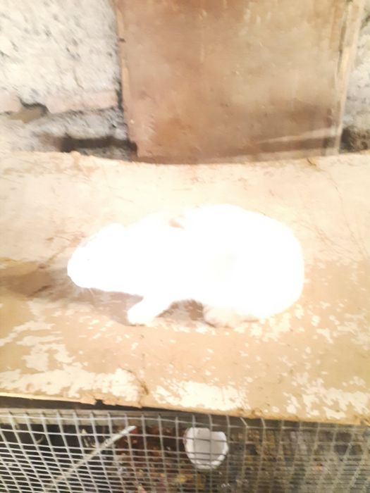 Кролики домашние