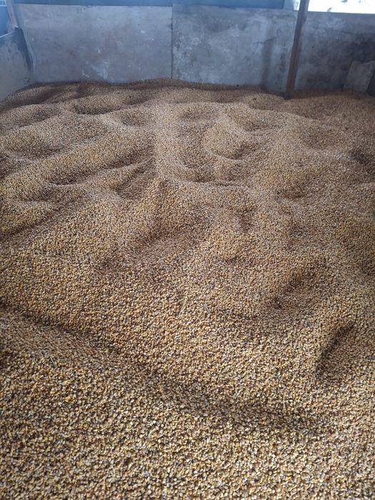 Vand porumb si lemne