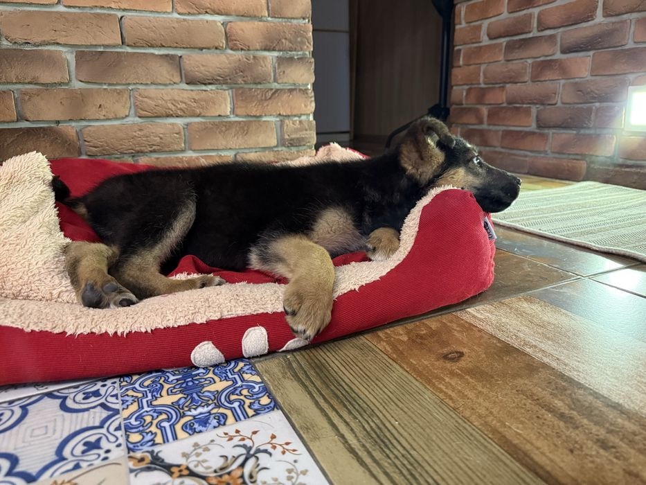 Собака ( щенок девочка )