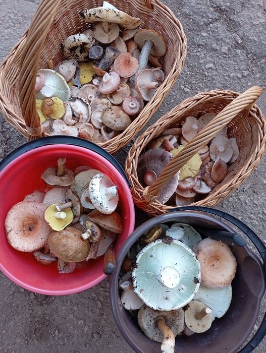 Продам вкусные грибы