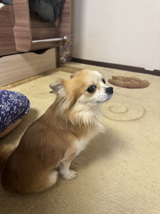 Вязка чихуахуа