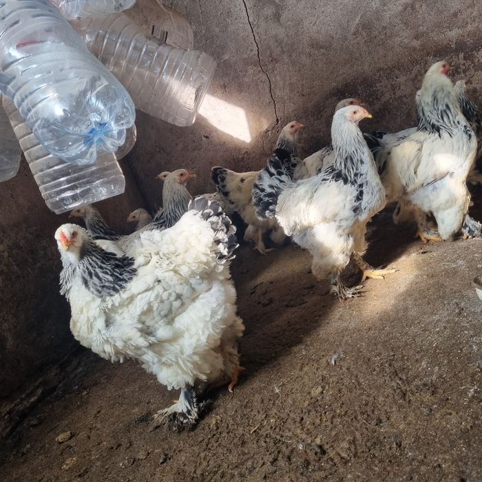 Продавам кокошки БРАМА