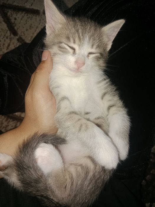 Sibirskiy zottor metis mushularimiza bor