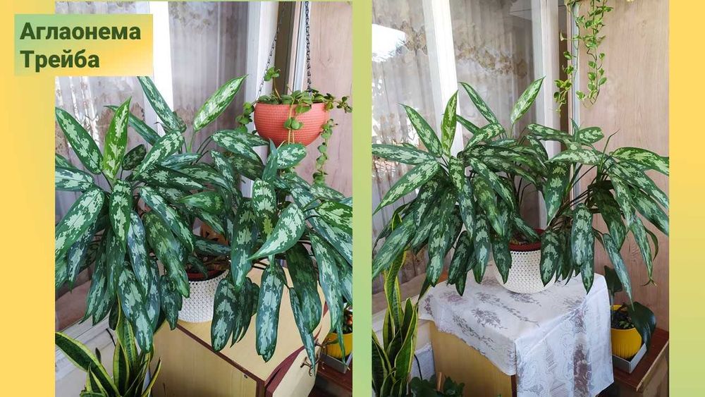 Стеллаж  стеклянный с подсветкой.