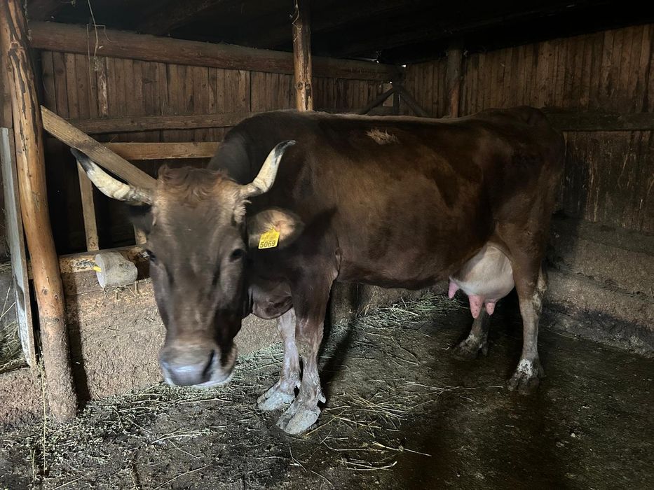 Vand vaca bruna, care a fatat recent