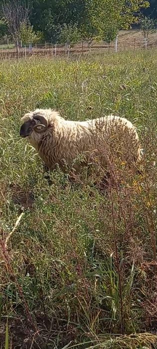 Berbec țurcan de montă de vânzare