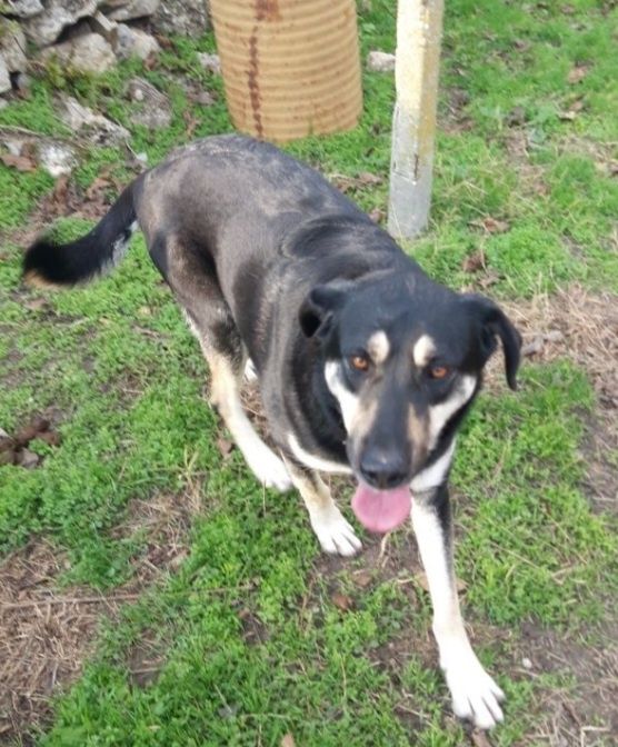 Рита търси приемен дом срещу заплащане