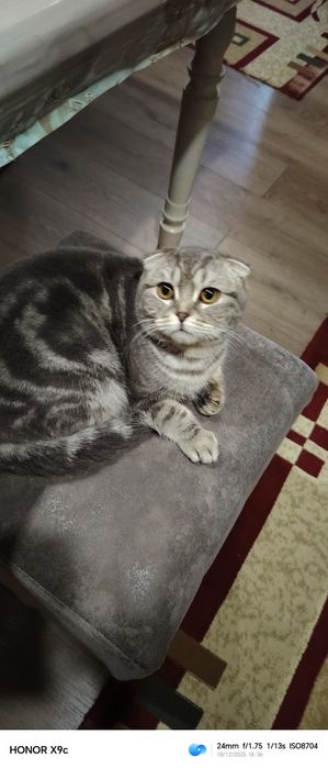 Шатланский скоттиш фолд