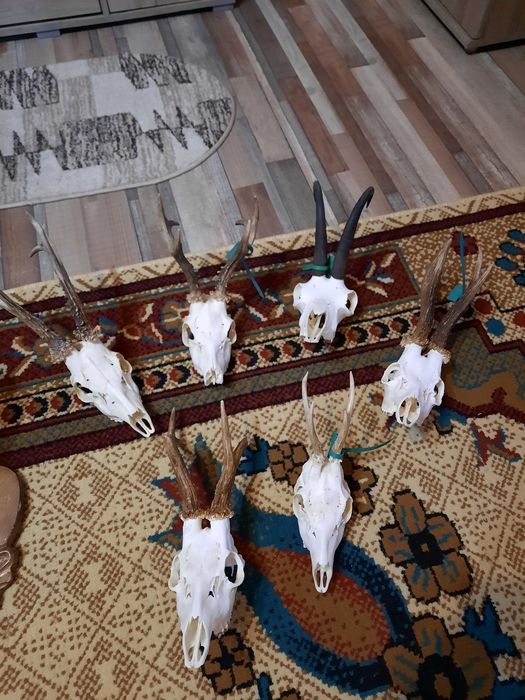 Trofee cerb/caprioare