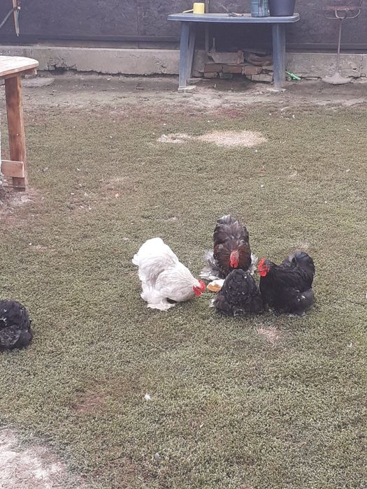 Cocoși cochinchina pitic