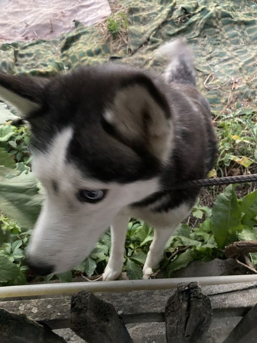 Продам собаку хаски