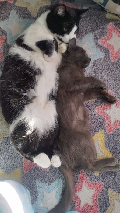 Молодой кот ждёт семью