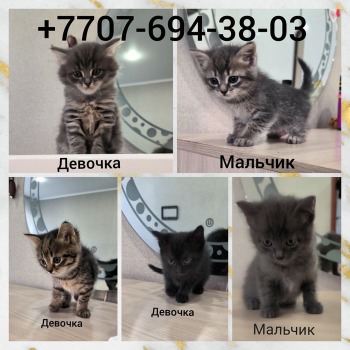 Отдам в хорошие руки