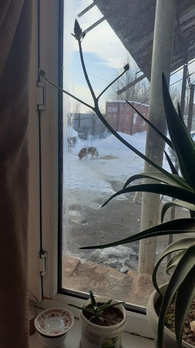 Цветок Алое -5лет