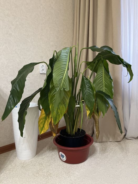 Спатифиллум Себастьян