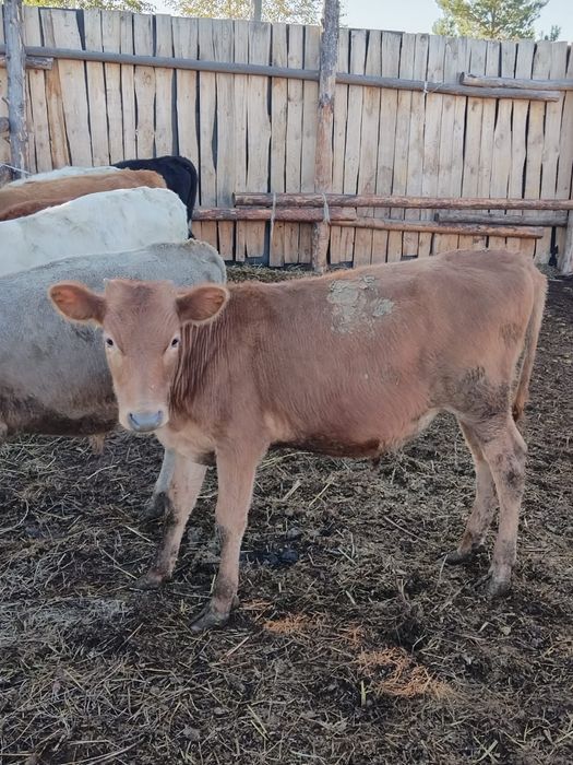 Продам 5бычков.Доставка.