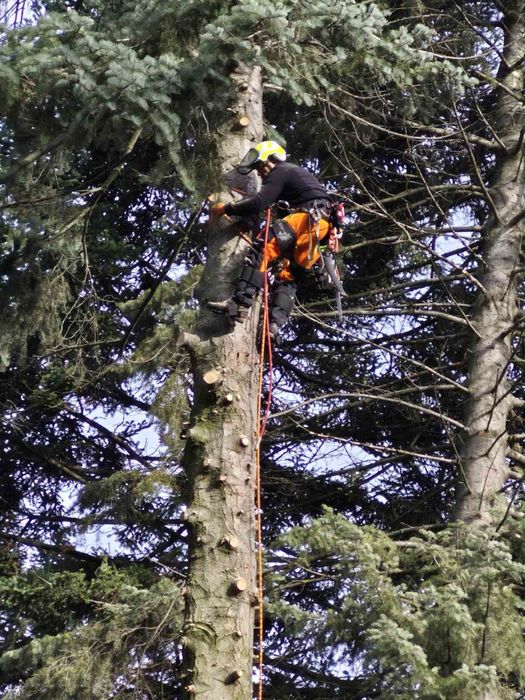 Премахване на опасни дървета • Кастрене • Подръжка • Извозване