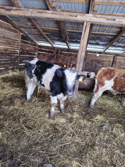 Vând viței bălțați și belgieni