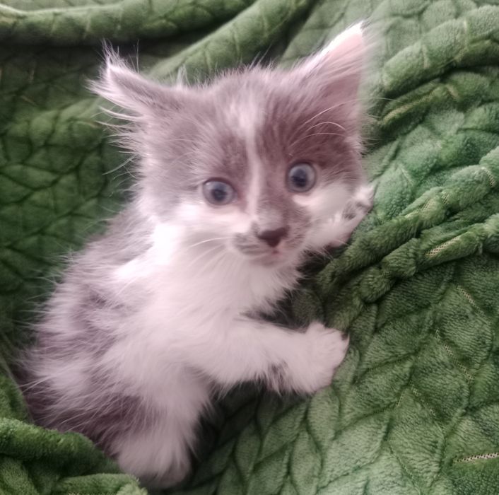 отдам игривых котят