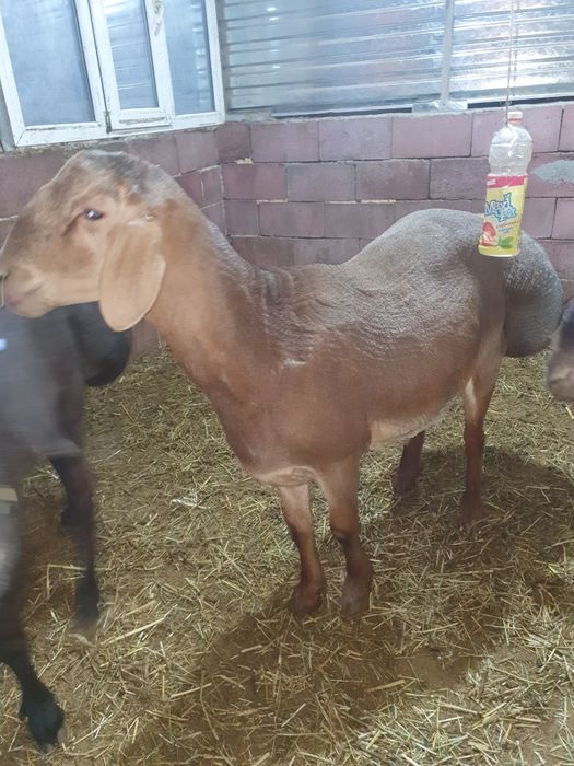 Продам  кочкаров арашан