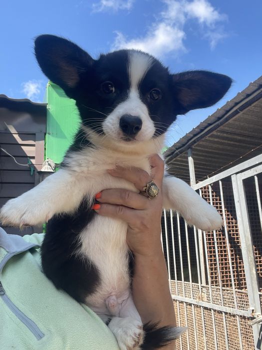 Вельш корги кардиган