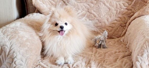 Померанский шпиц 1 год продается