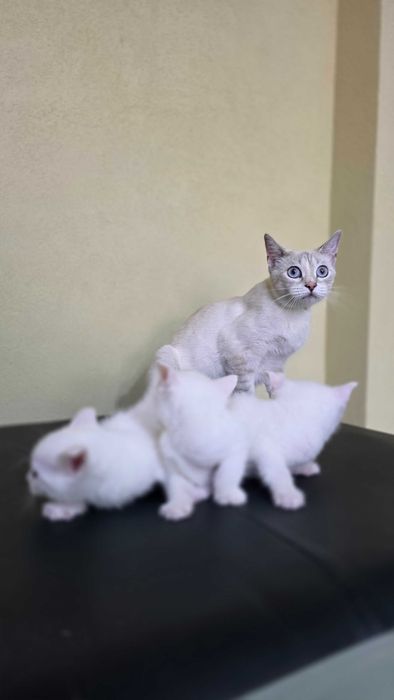 Котенок, кошка, девочка 6 недель