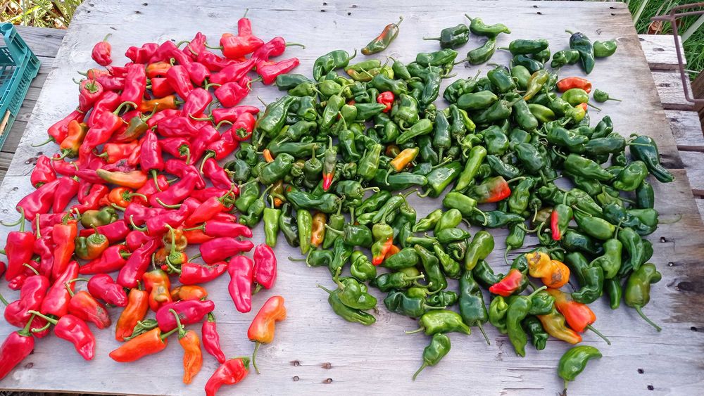 Стари сортове семена