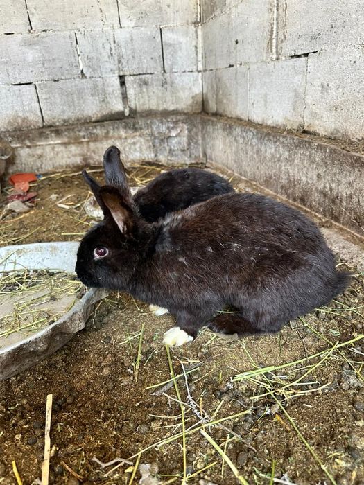 Продам Кроликов Срочно