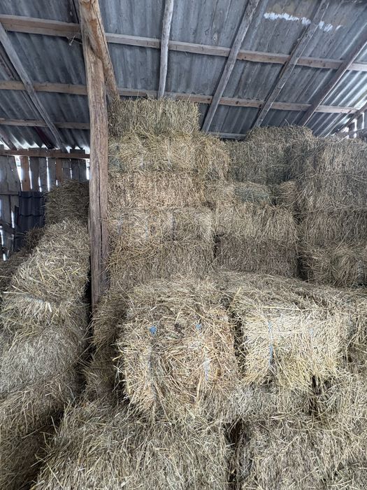 Vand baloti lucerna 20 de lei Negociabil