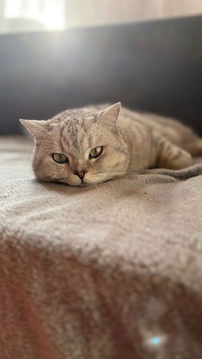 Пропал кот в Акжаре