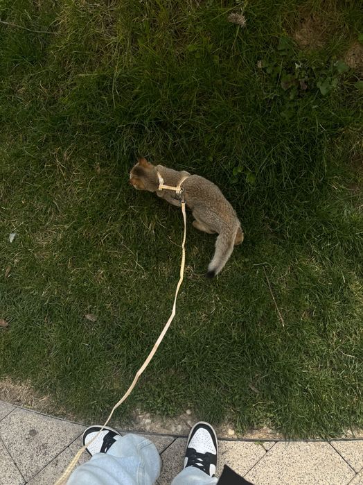 Котенок шиншилла