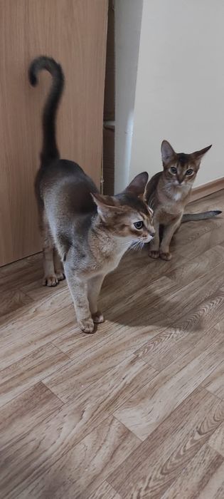 Абиссинские котята бронь