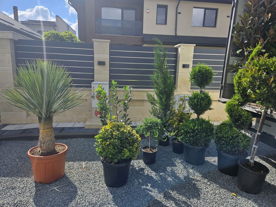 Yuca rostrata leylandi bonzai spirale ponpon