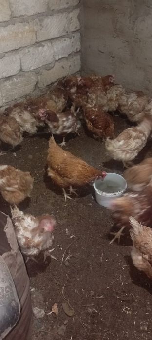 Продам Куры по 2000