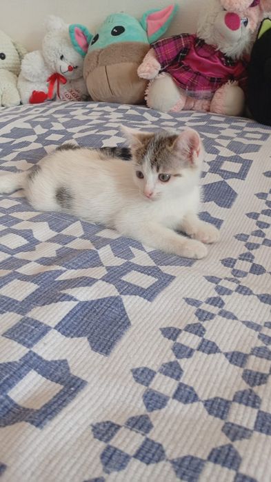 Отдам котят в хорошие руки