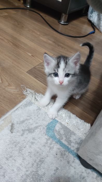 Отдам котят в добрые руки.