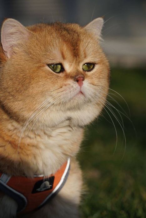 Скотиш страйт мальчик