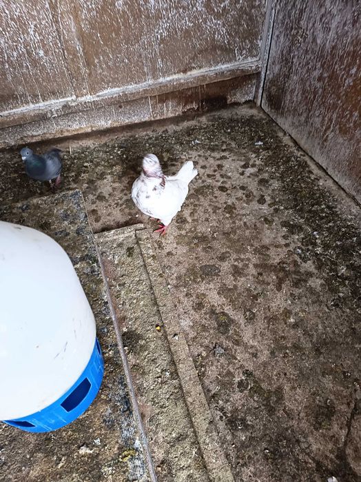 Vând kingi 1 pereche maturi și 2 perechi pui 2025