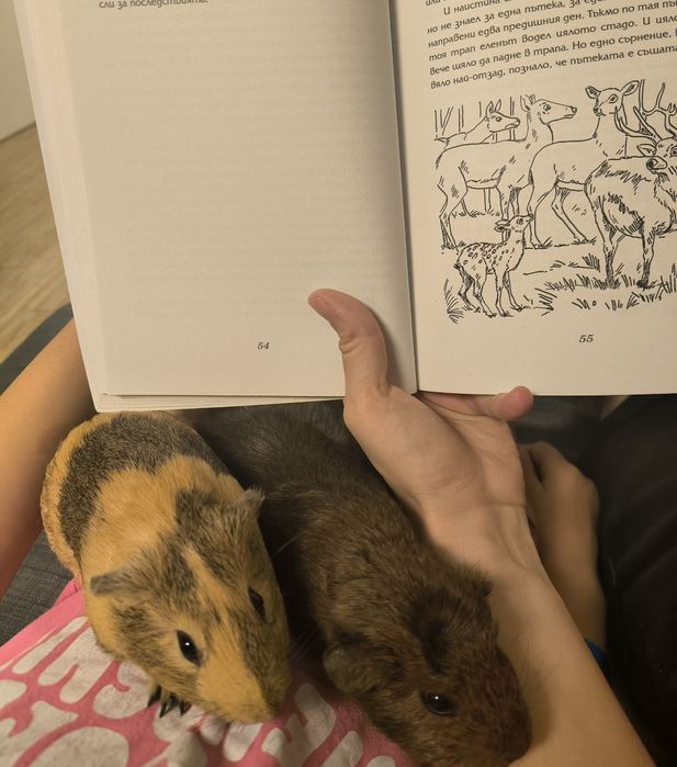 СПЕШНО Две морски свинчета и клетка