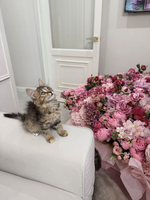 Котенок девочка ищет дом