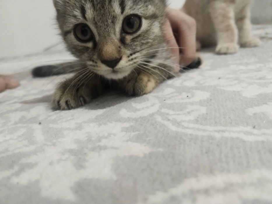 3 dona pishik, 1 dan olsa boladi Hadiya!!!