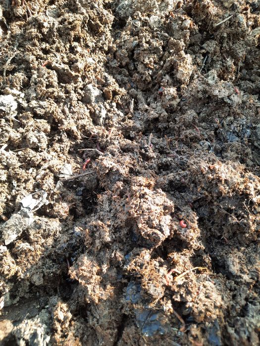 Kaliforniya qizil chuvalchanglari