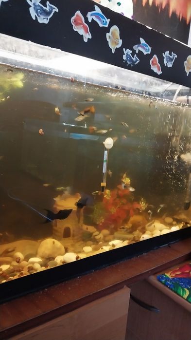 Аквариумные рыбки.