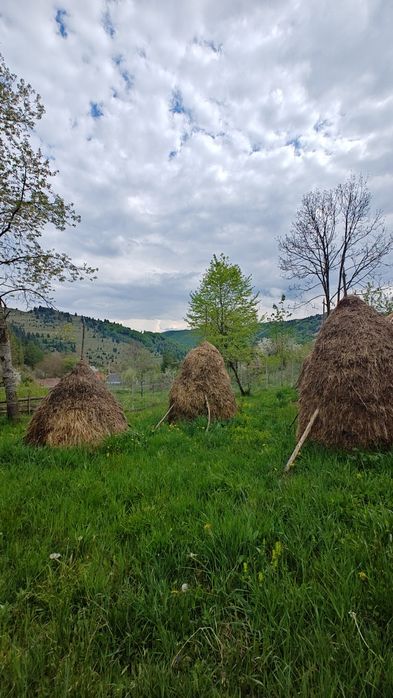 Capite de fân de vanzare