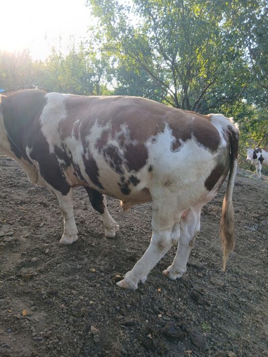 Vând taur băltat ro
