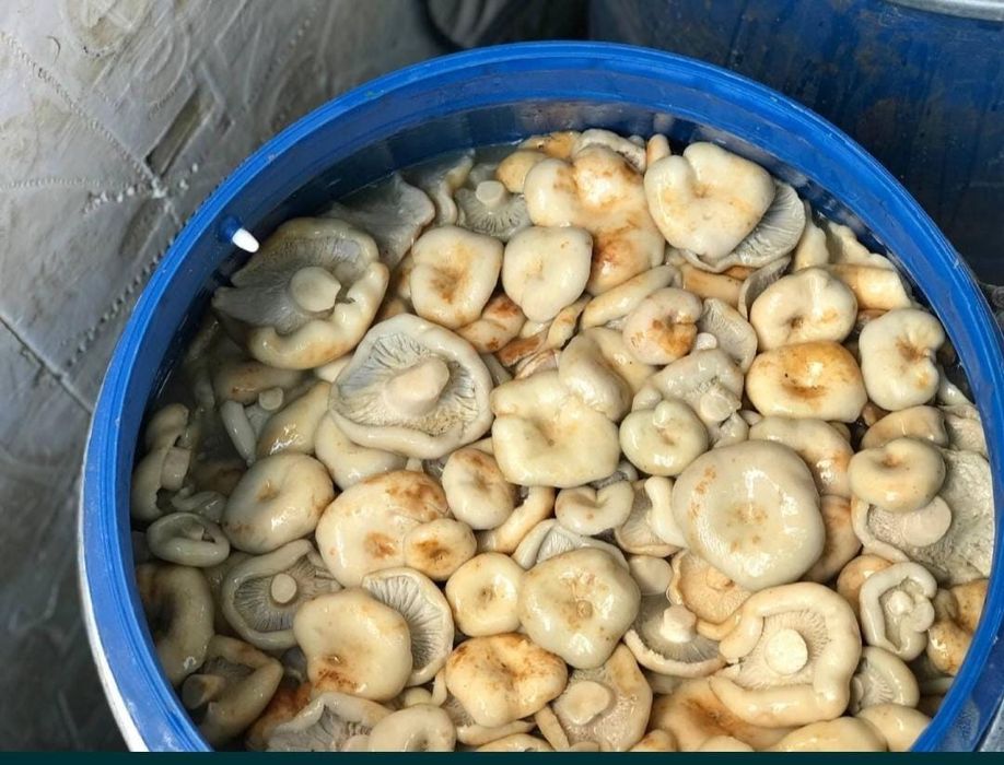 Грибы грузди из горы